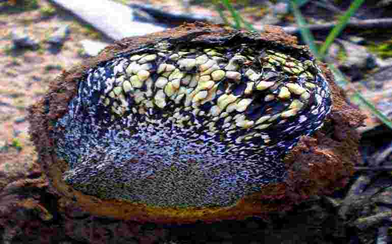 New type of life found inside unusual mushrooms